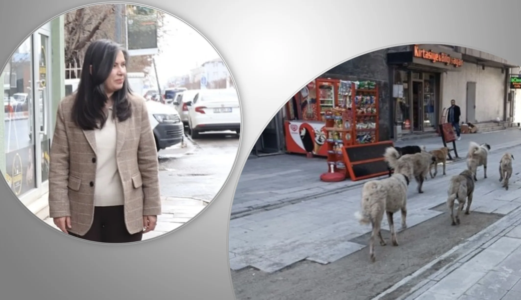 Ağrı Belediye Başkanı Aras, çeteleşen sokak köpeklerini durdurmalı!